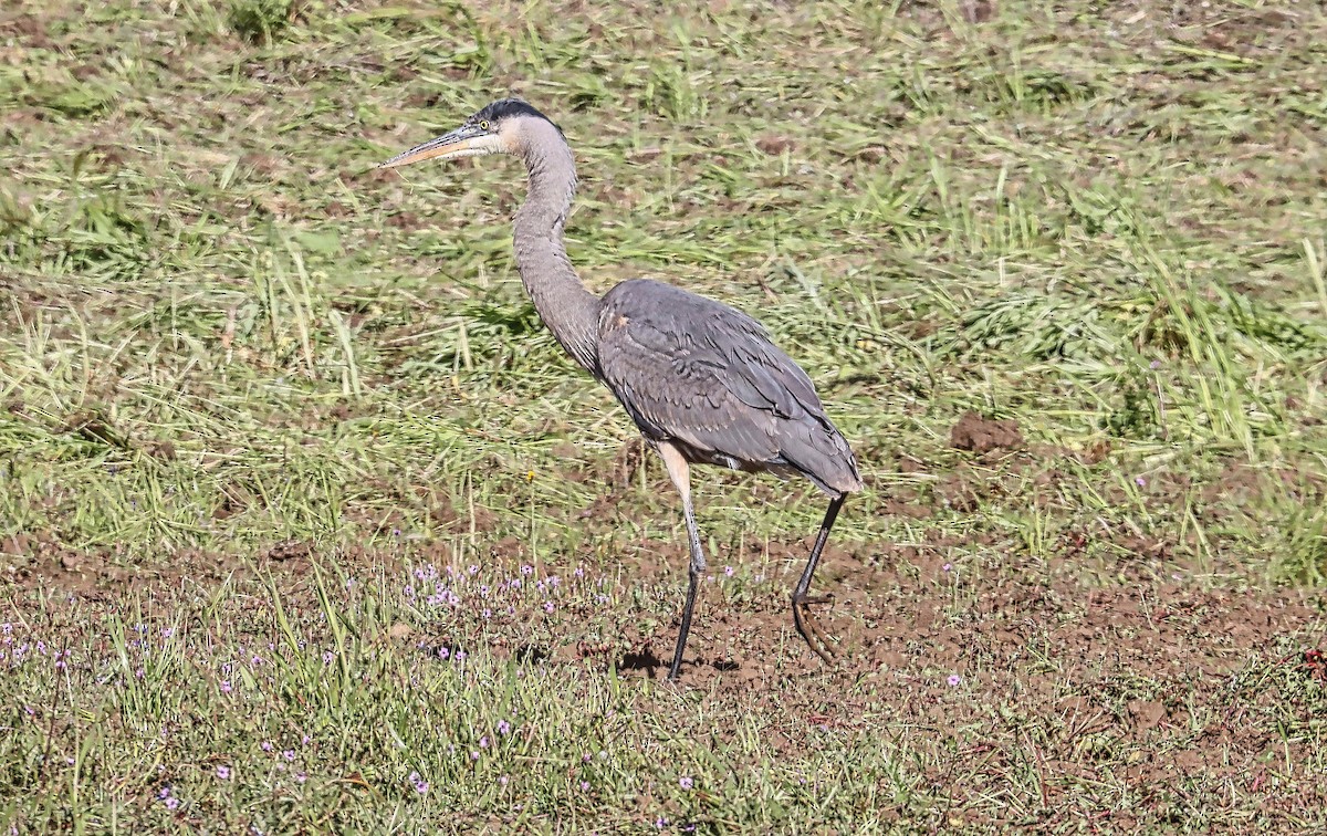 Great Blue Heron - ML554364351