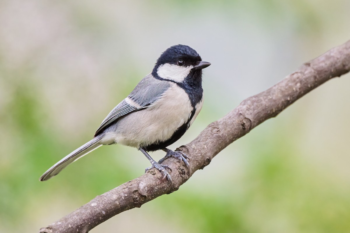 Asian Tit (Cinereous) - ML554364621