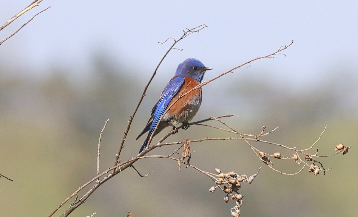 Western Bluebird - ML554364921