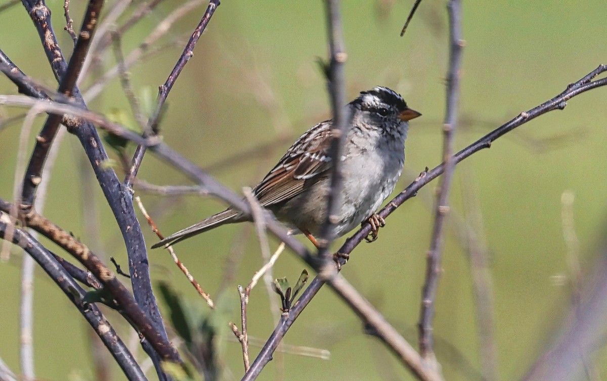 White-crowned Sparrow - ML554364981