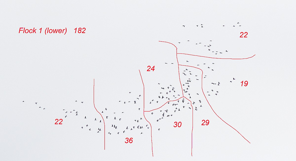 Kurrilo kanadarra - ML55436501