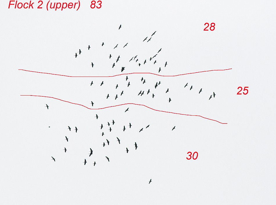 Kurrilo kanadarra - ML55436511