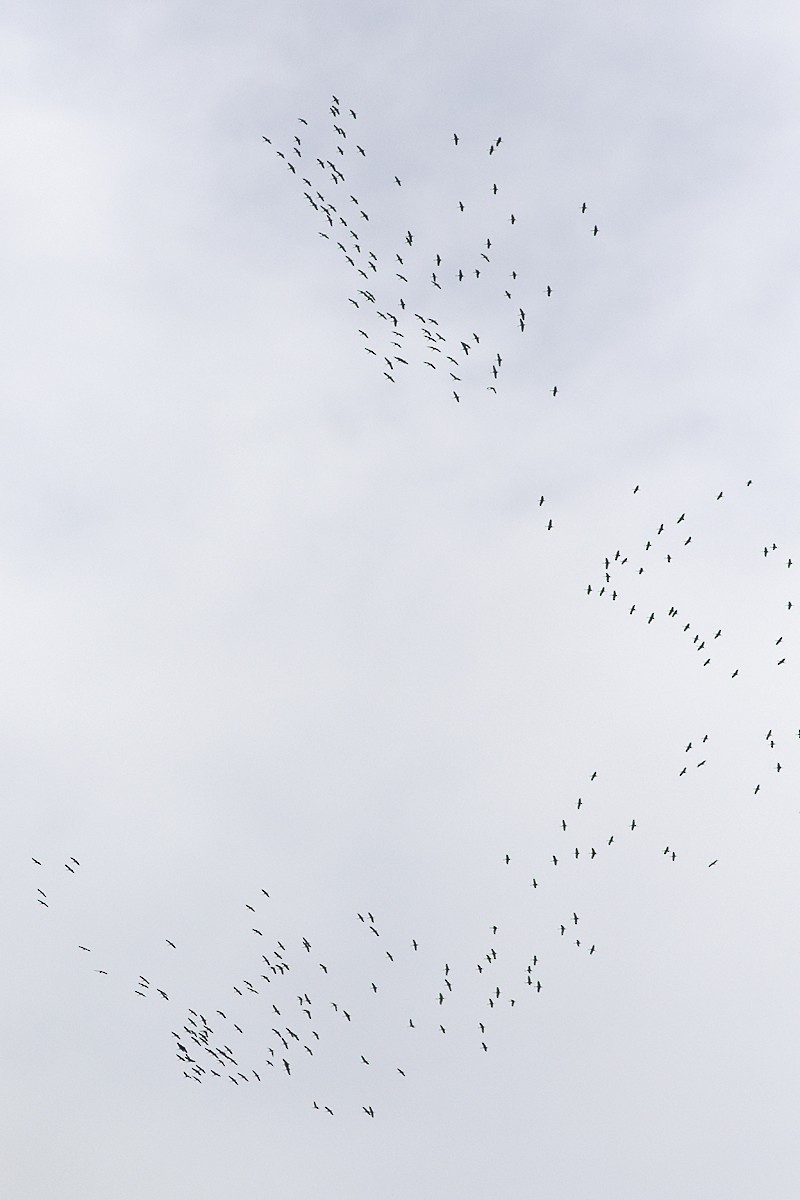 Kurrilo kanadarra - ML55436561