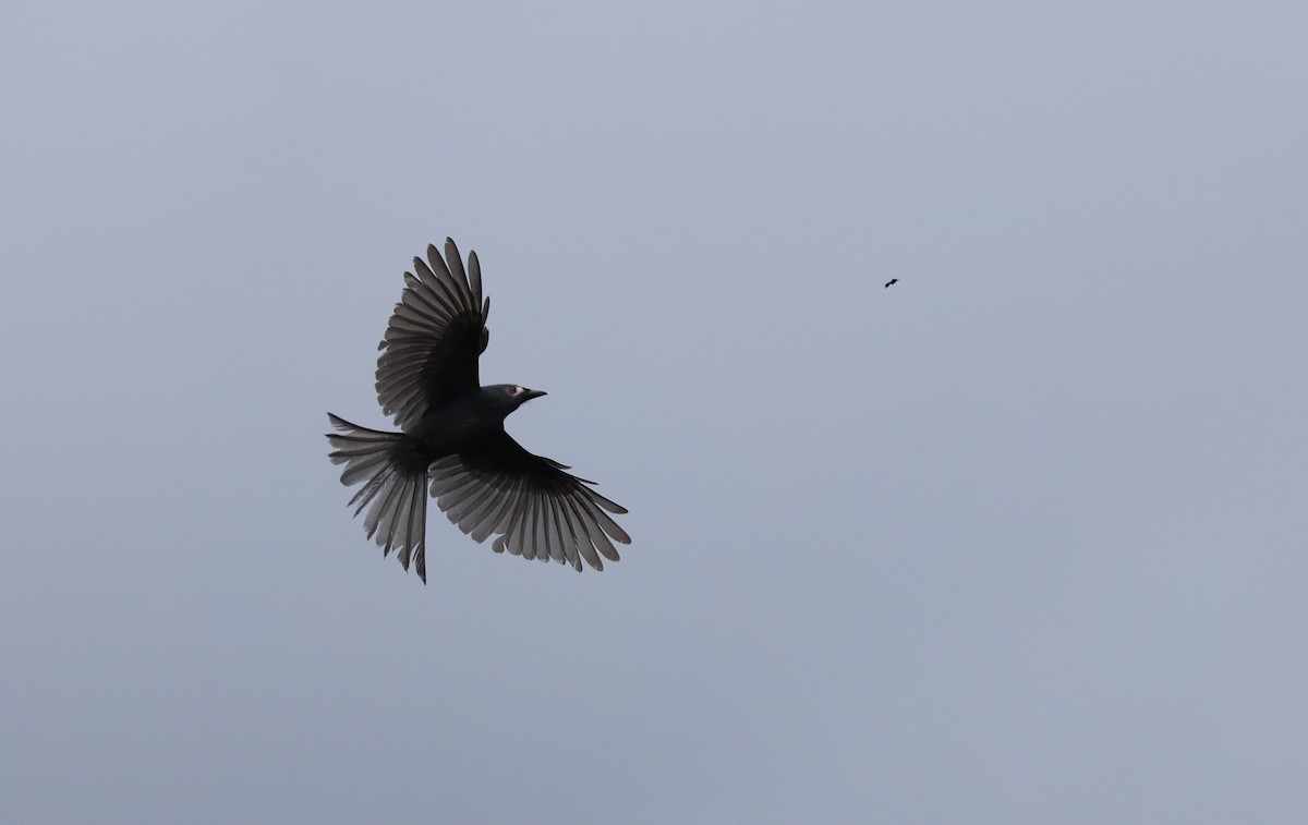 Ashy Drongo (Bornean) - ML554365841