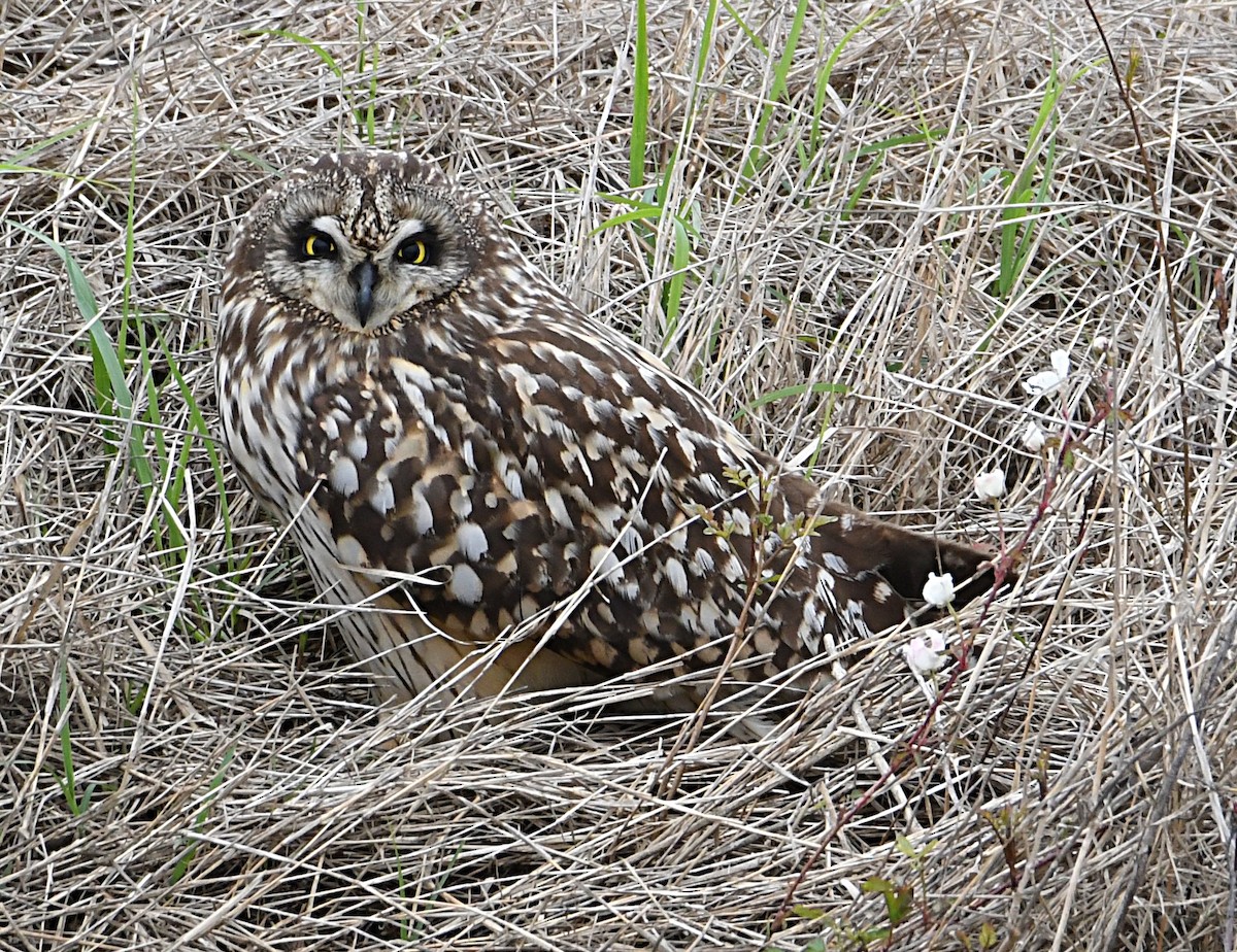 Hibou des marais - ML554366081