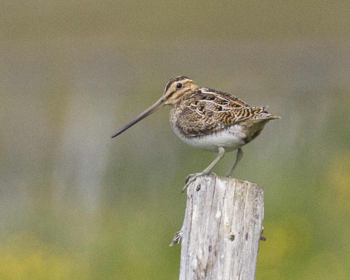 Common Snipe - ML554366461