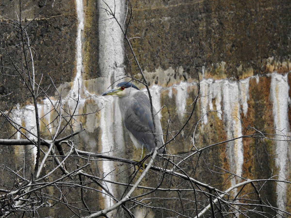 Black-crowned Night Heron - ML554366721