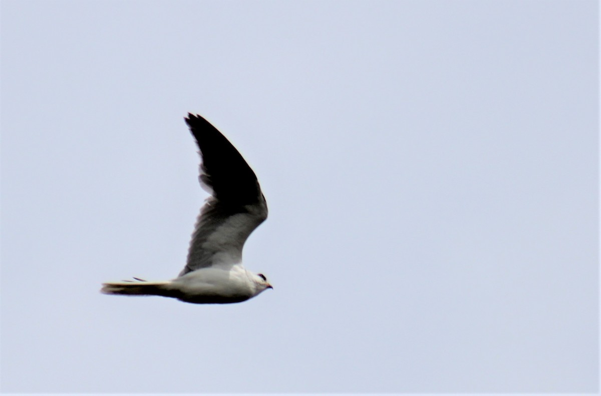 White-tailed Kite - ML554367541