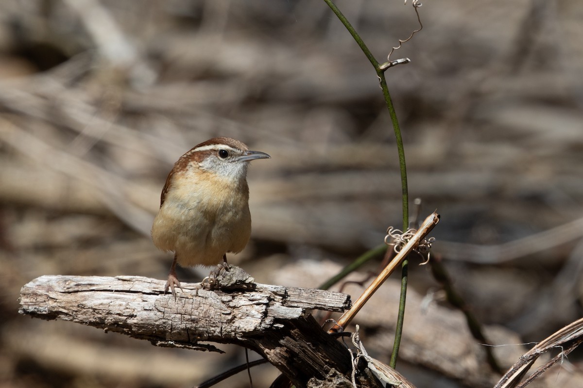 Carolina Wren - ML554367671