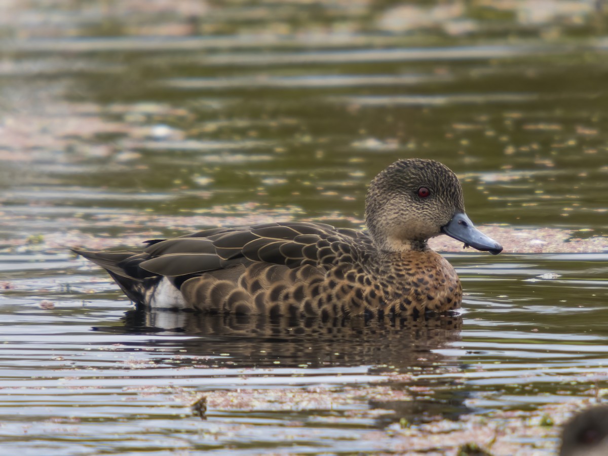 Chestnut Teal - ML554367821