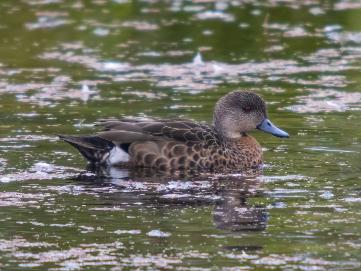 Chestnut Teal - ML554367831