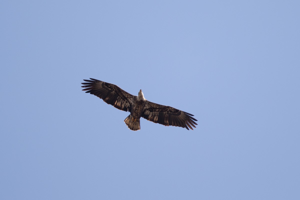 Bald Eagle - ML554367861