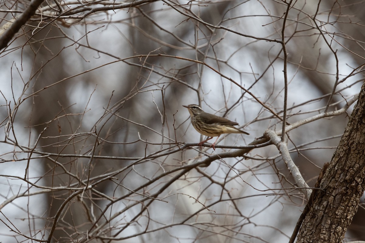 Louisiana Waterthrush - ML554368261