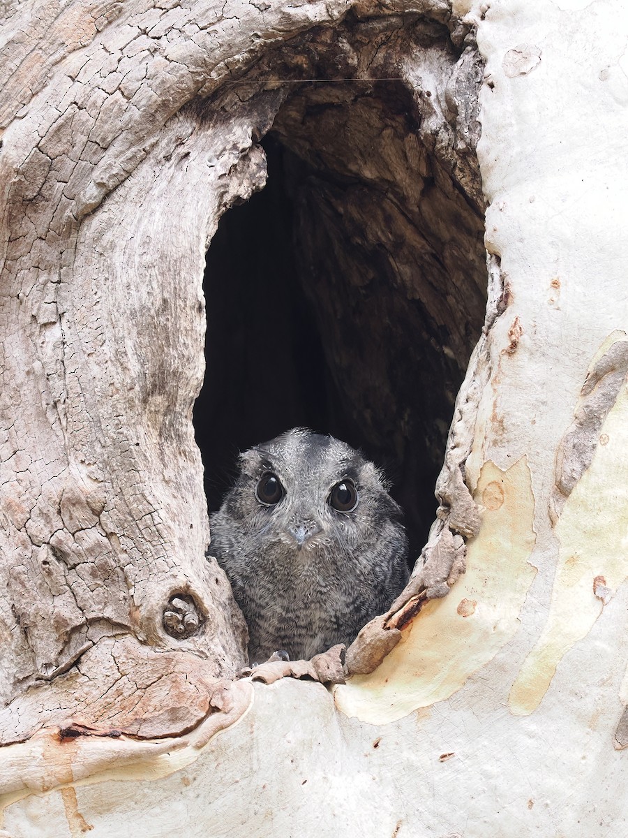 Australian Owlet-nightjar - Len and Chris Ezzy
