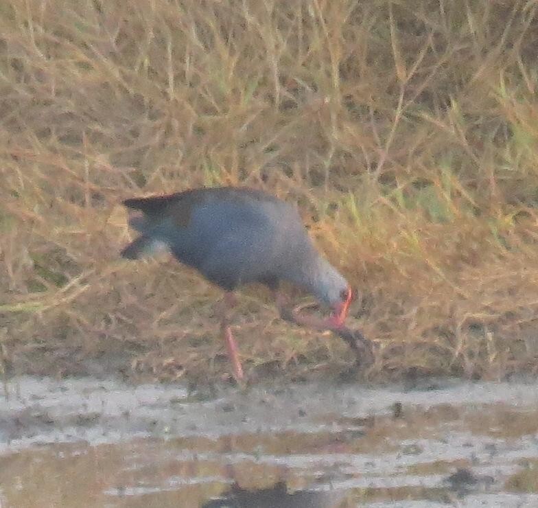 Philippine Swamphen - ML554368941