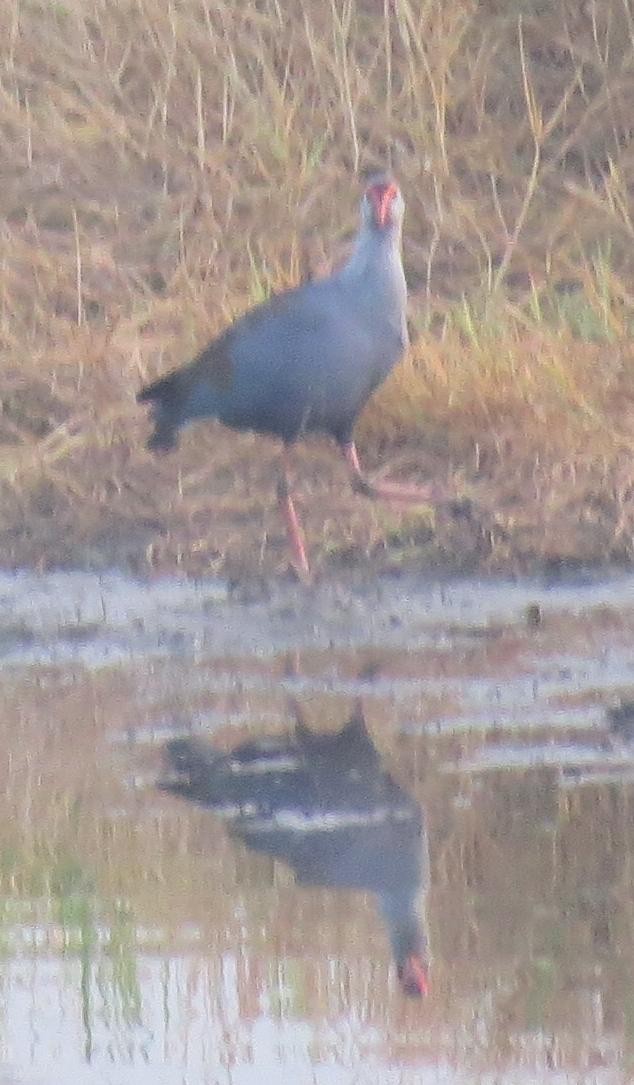 Philippine Swamphen - ML554369051