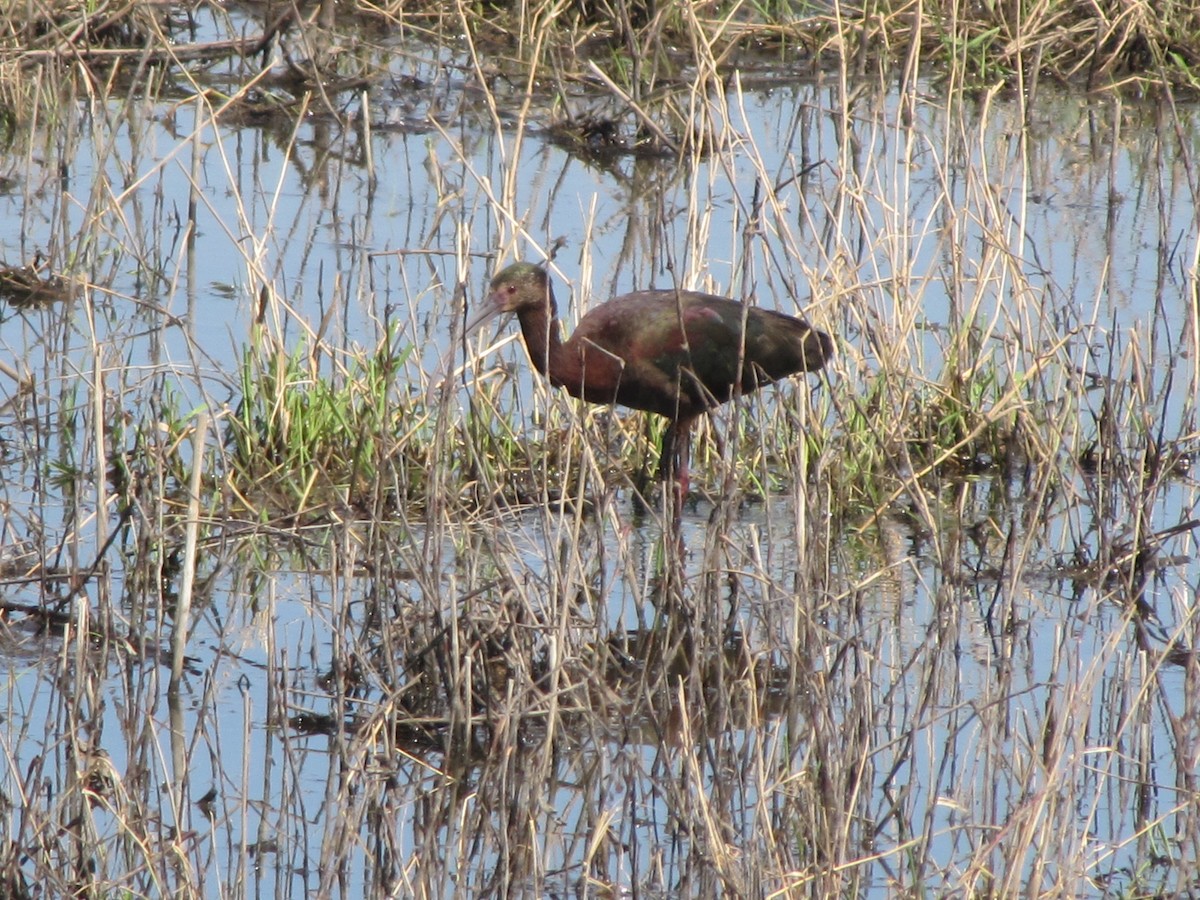 White-faced Ibis - ML554369651