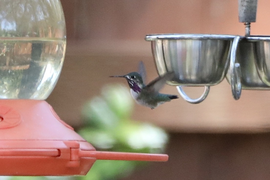 Calliope Hummingbird - Ann Stockert