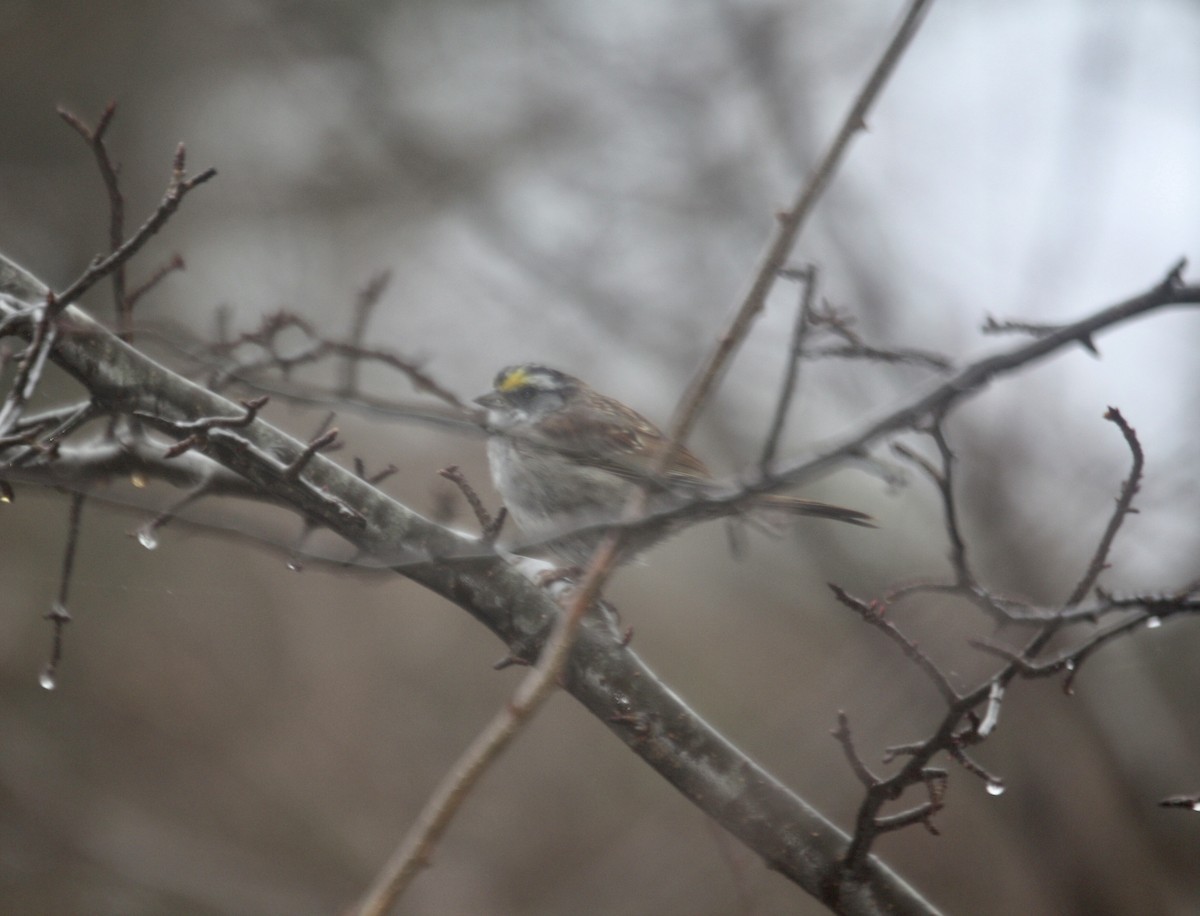 White-throated Sparrow - ML554372201