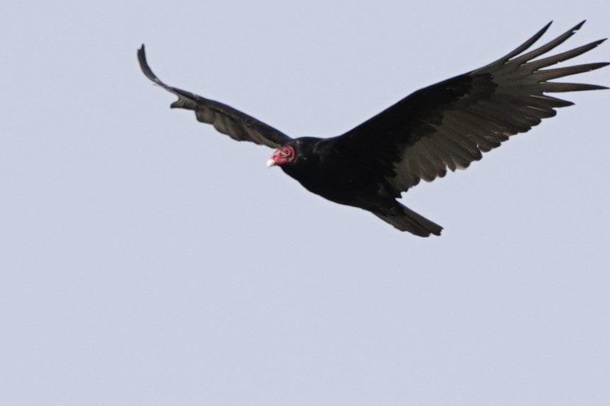 Turkey Vulture - ML554372811