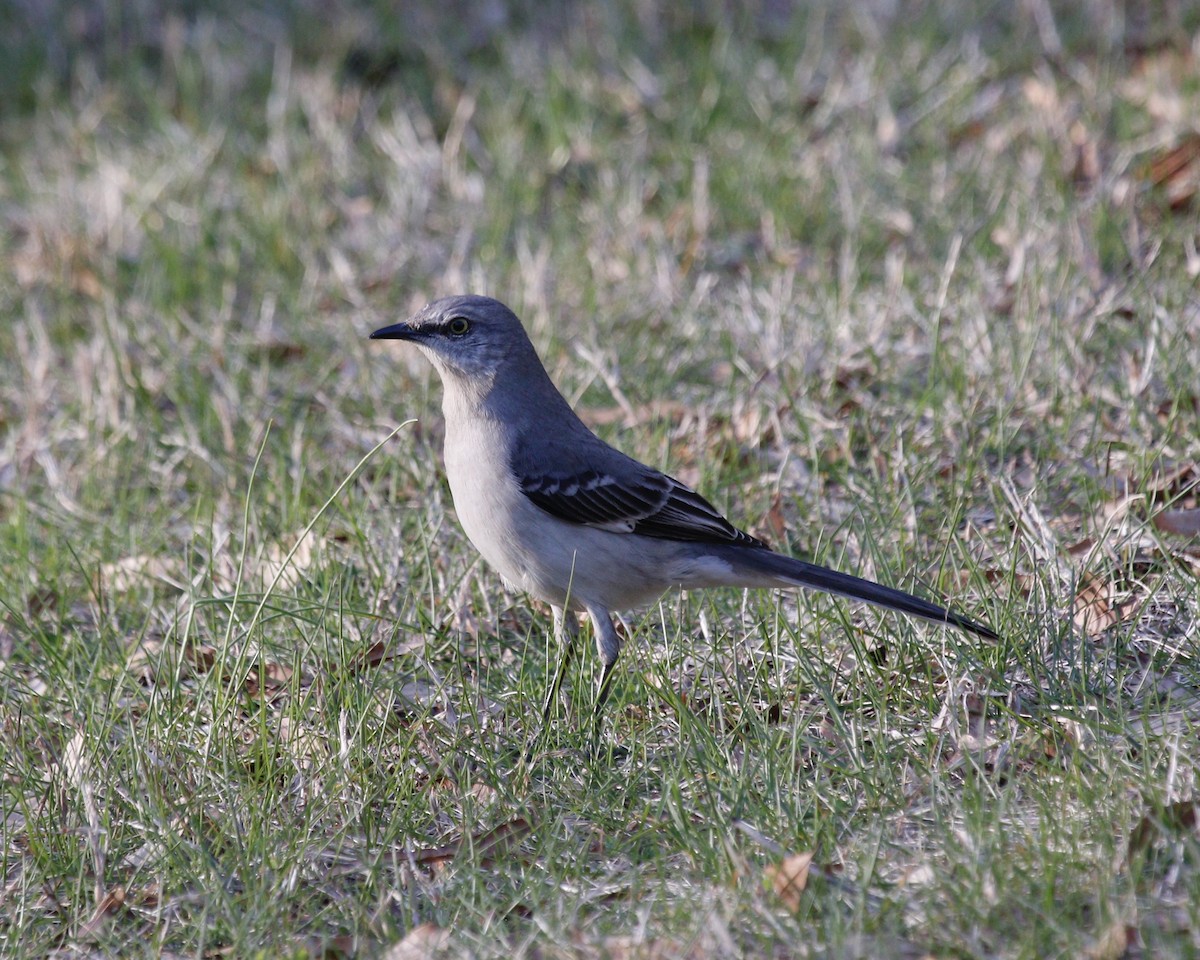 Northern Mockingbird - ML554372891