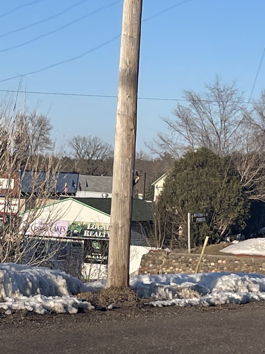 Red-bellied Woodpecker - ML554373031