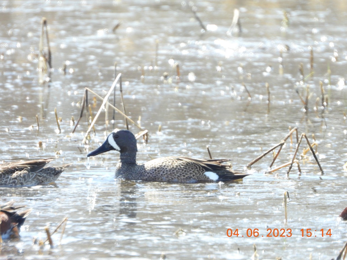 Blue-winged Teal - ML554375151