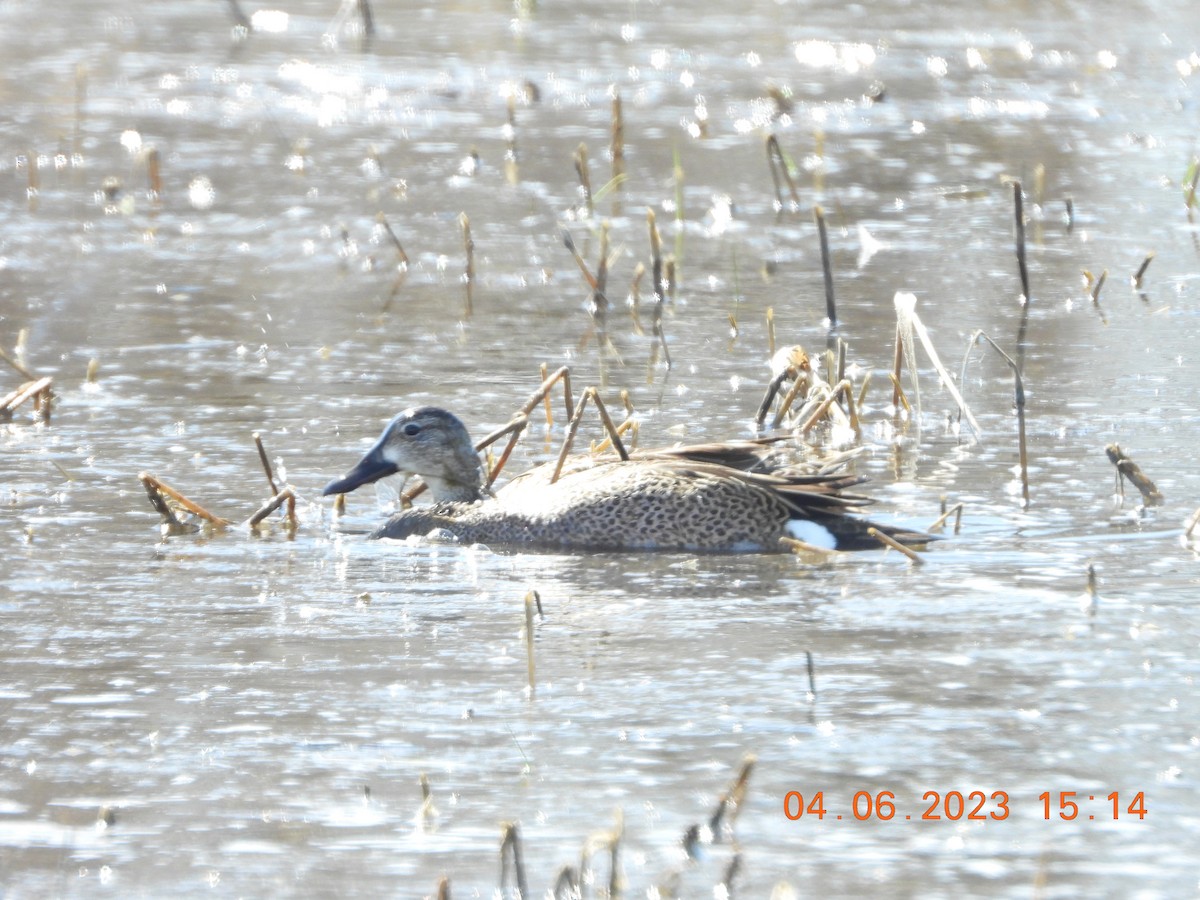 Blue-winged Teal - ML554375171