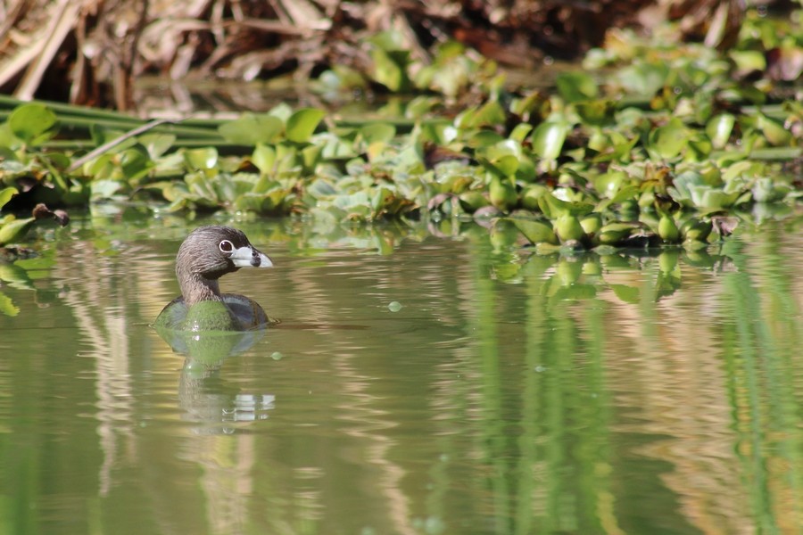 Pied-billed Grebe - ML554375761