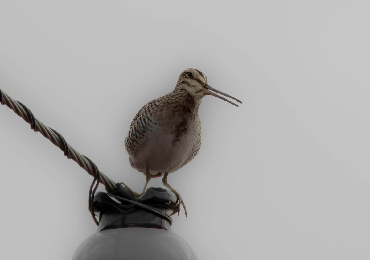 Wilson's Snipe - ML554376981