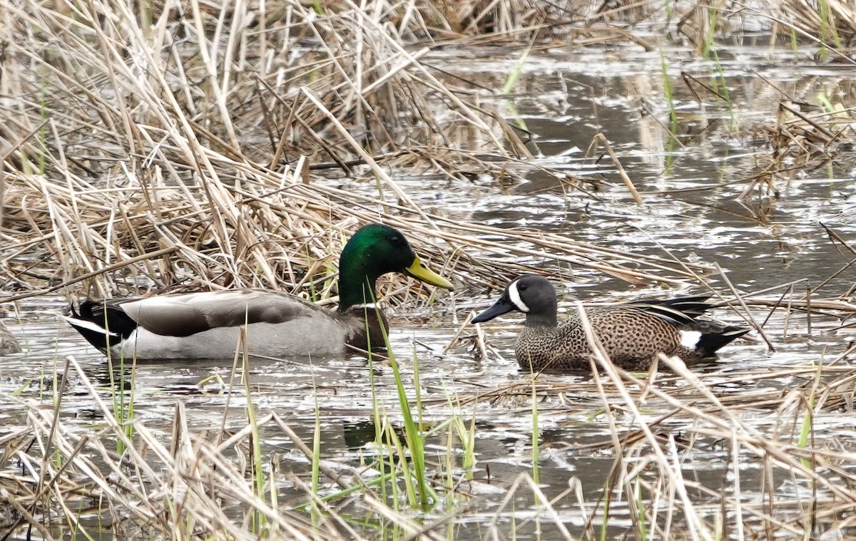 Blue-winged Teal - ML554377391