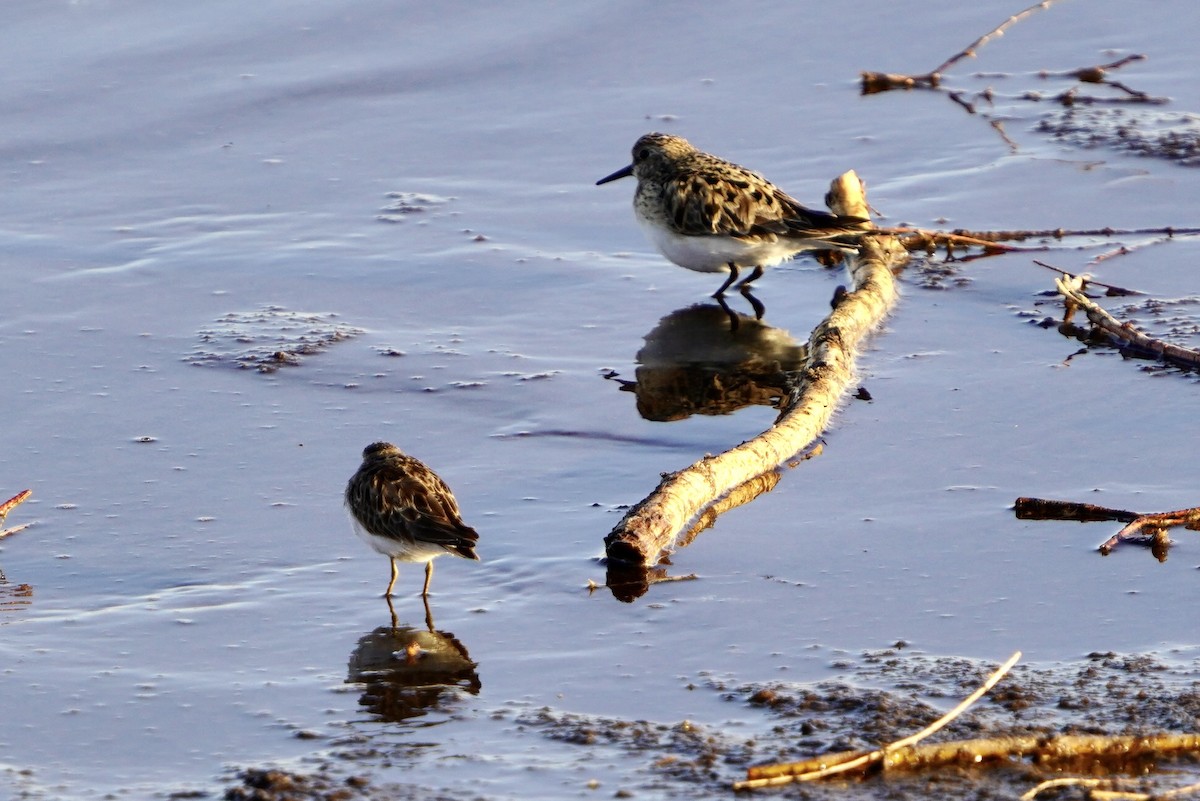 Baird's Sandpiper - Geree Rea