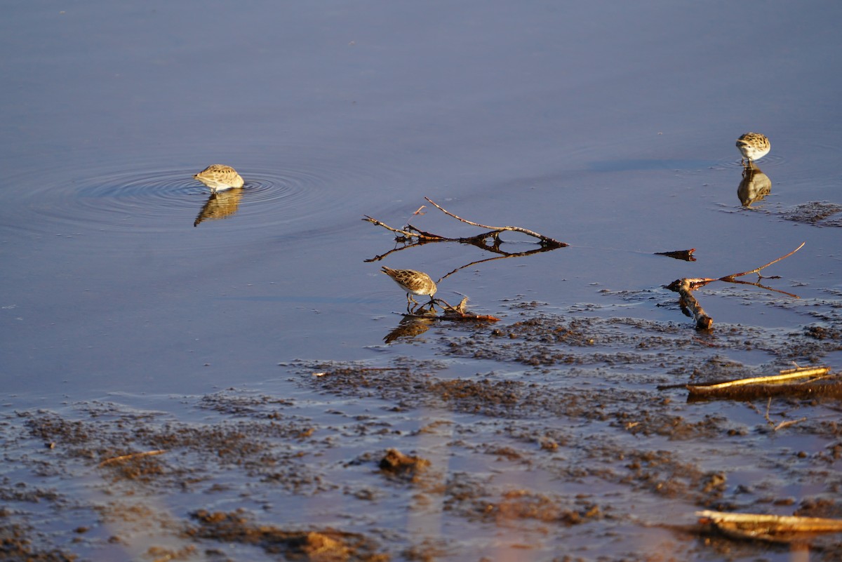 Baird's Sandpiper - ML554377601