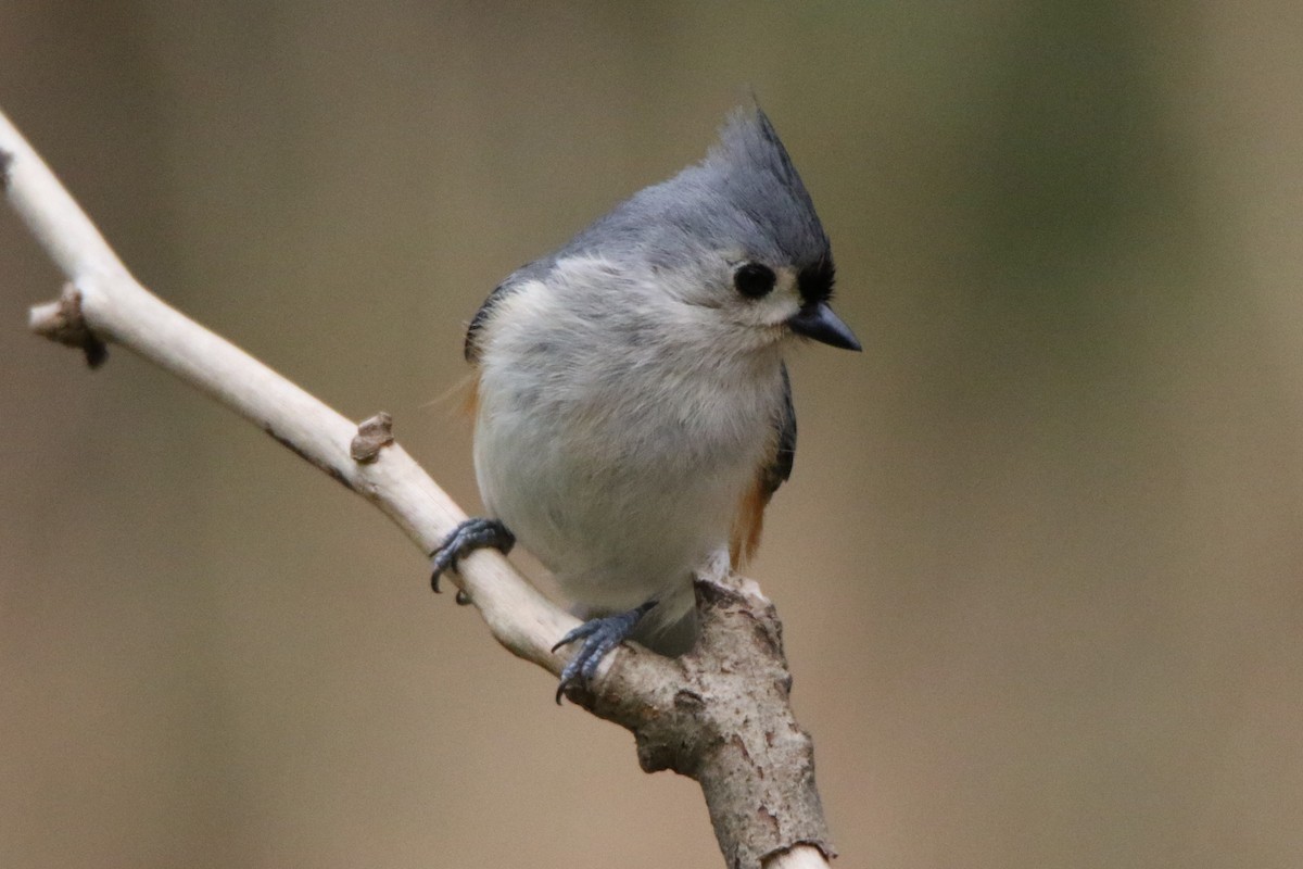 Tufted Titmouse - ML554378671