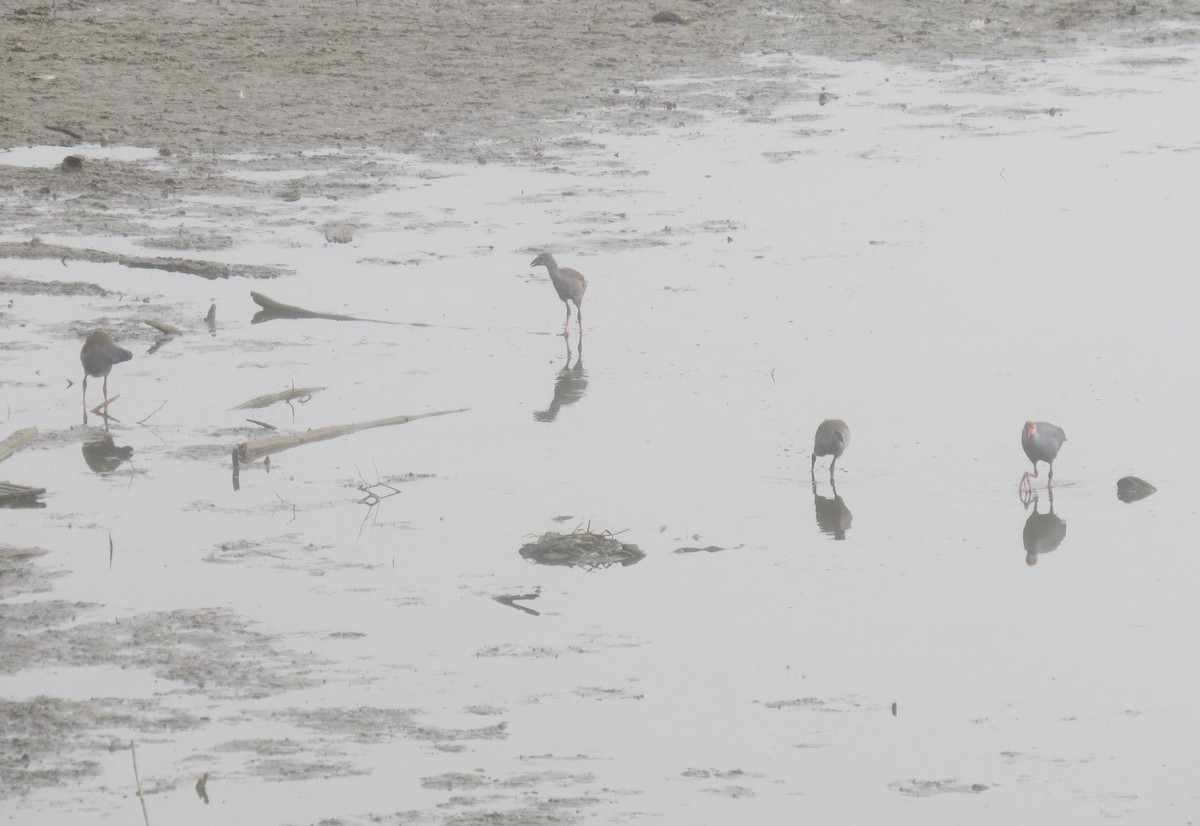 Philippine Swamphen - ML554379771