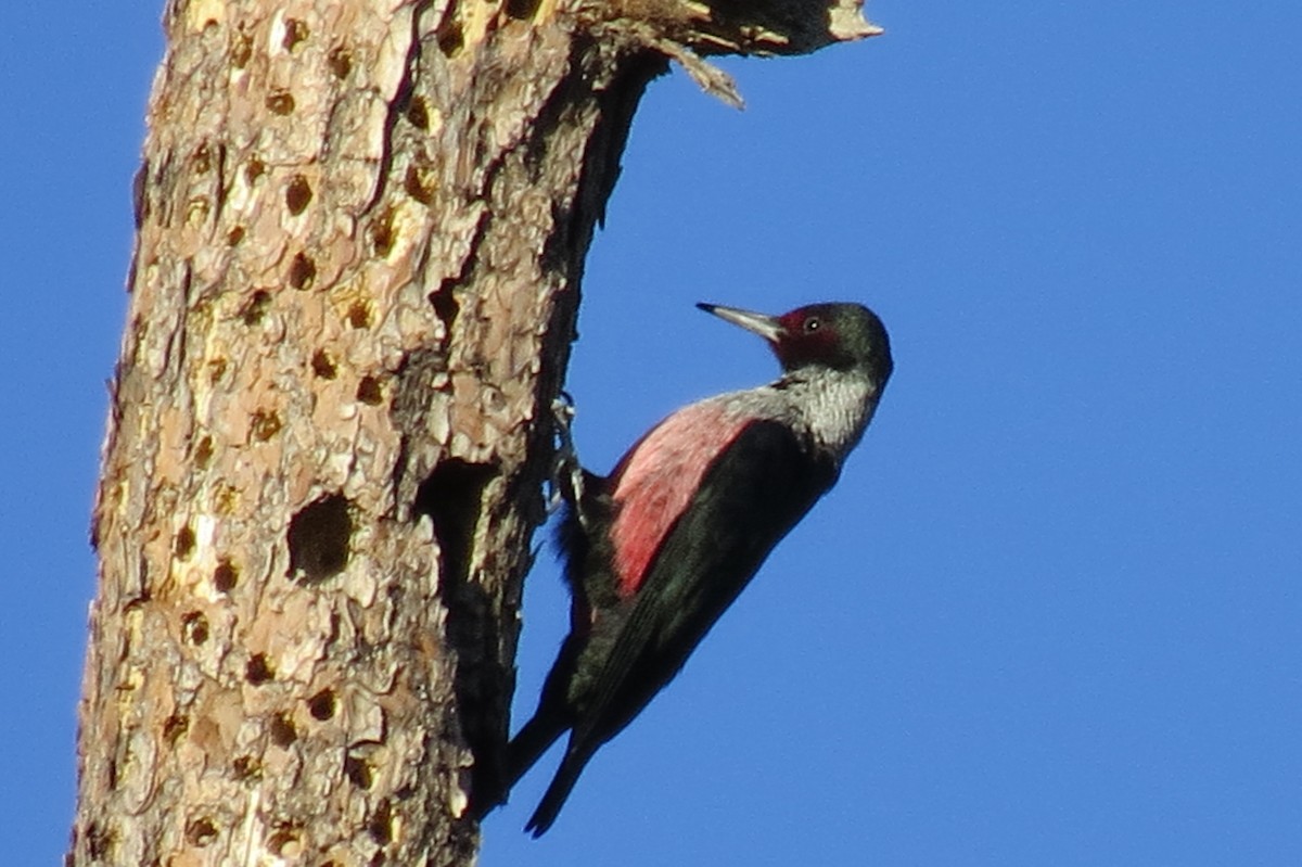 Lewis's Woodpecker - ML55438111