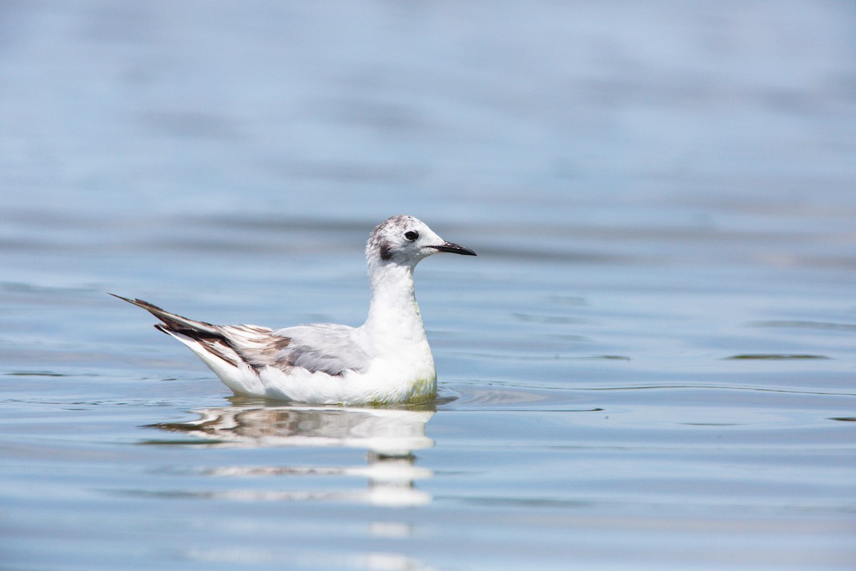 Bonaparte's Gull - Scott Carpenter