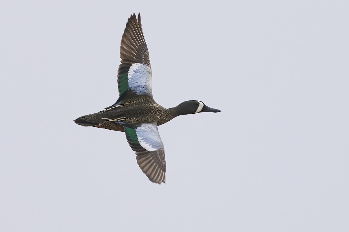 Blue-winged Teal - ML554385671