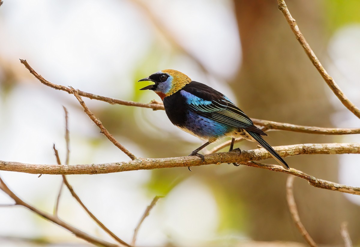 Golden-hooded Tanager - Sergio Romero