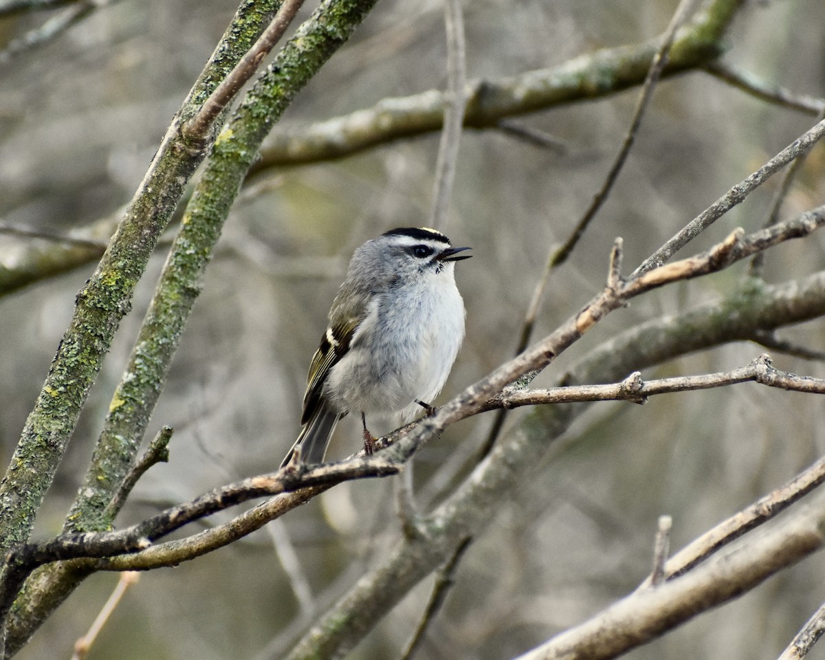 Golden-crowned Kinglet - ML554386311