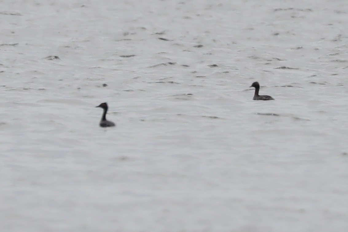 Horned Grebe - ML554386701