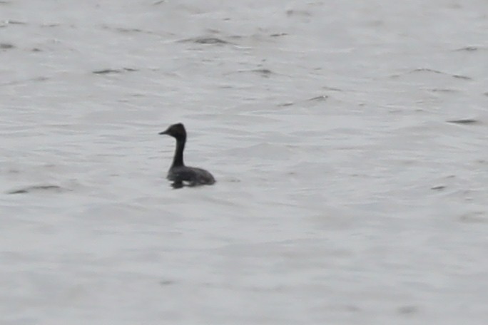 Horned Grebe - ML554386721