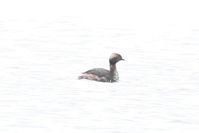 Horned Grebe - ML554387741