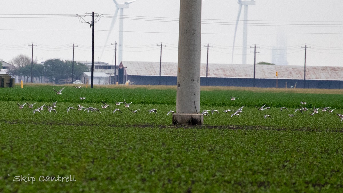 Franklin's Gull - ML554388041