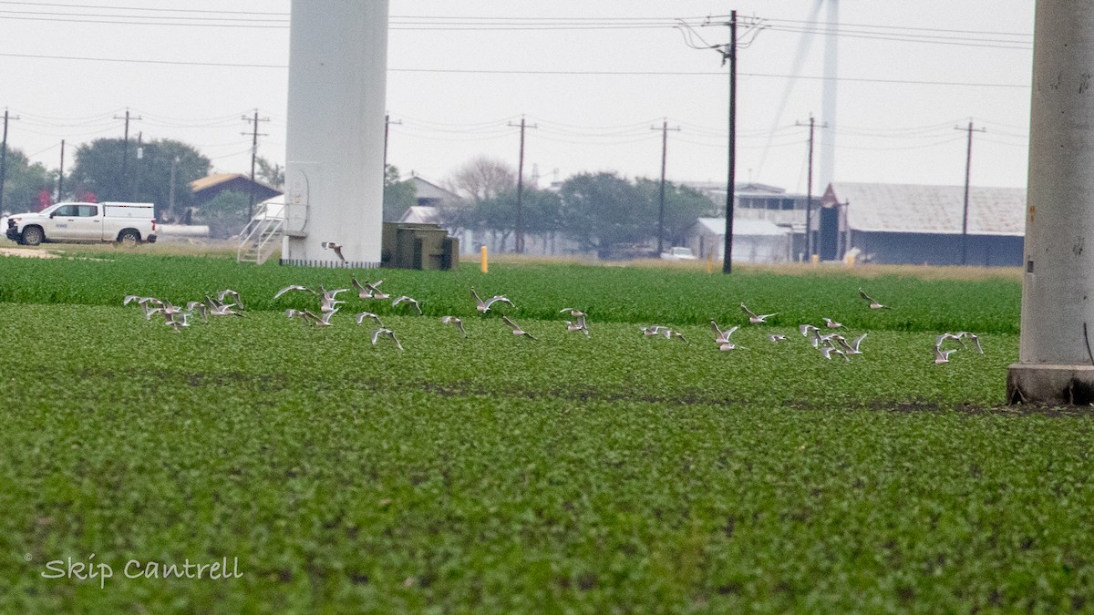 Franklin's Gull - ML554388051