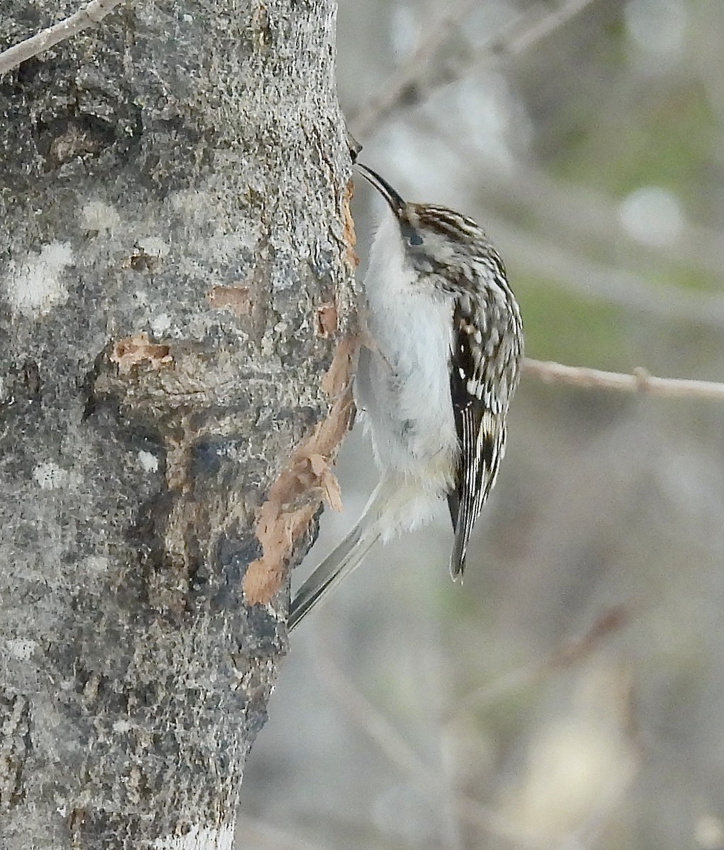 Brown Creeper - ML554388141