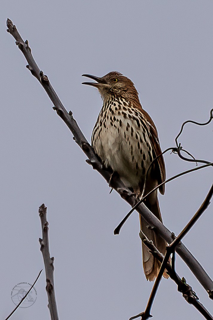 Brown Thrasher - ML554388341