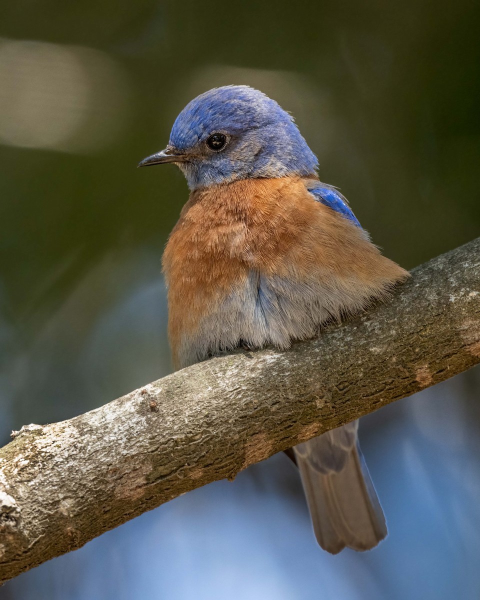 Western Bluebird - ML554388981