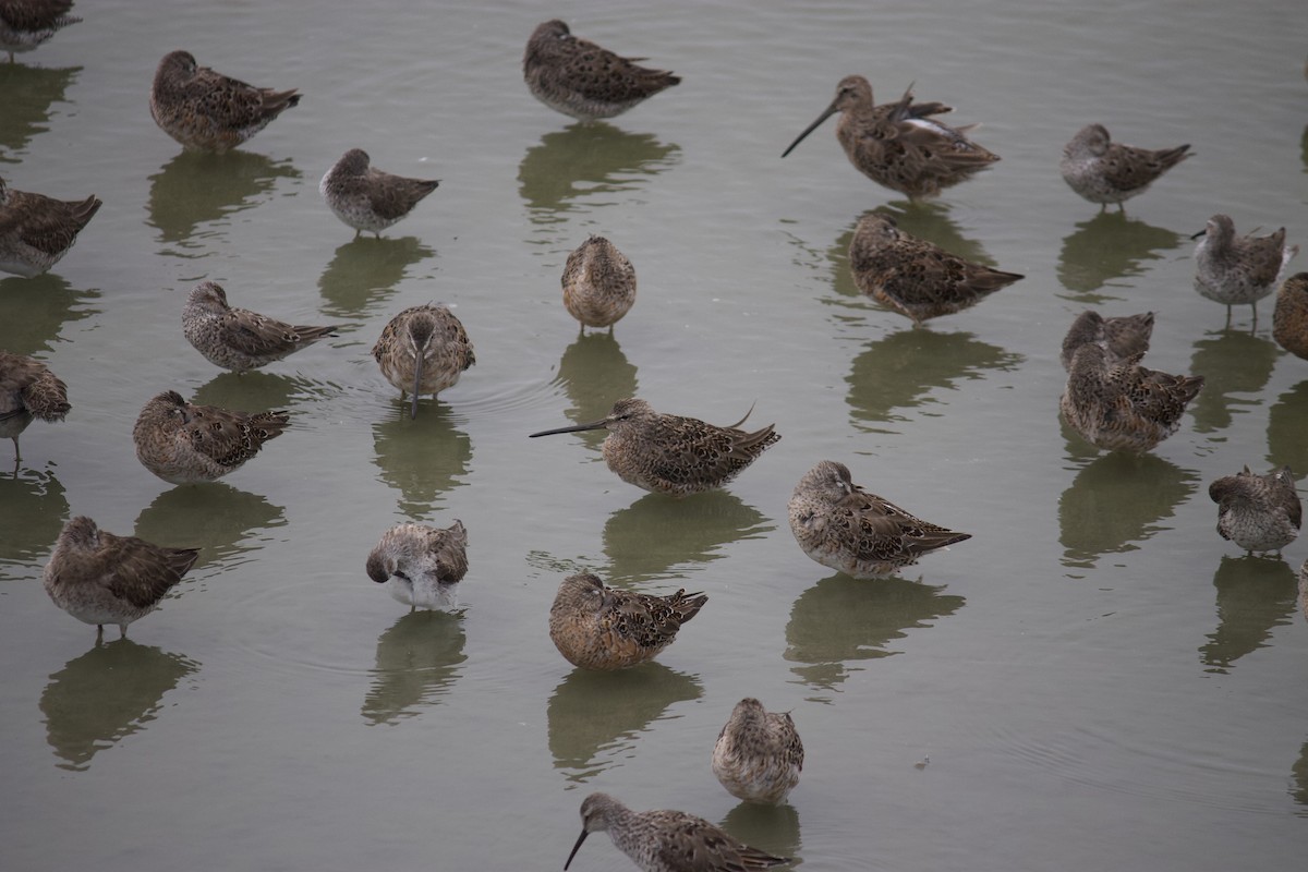 Bécasseau à échasses - ML554389491