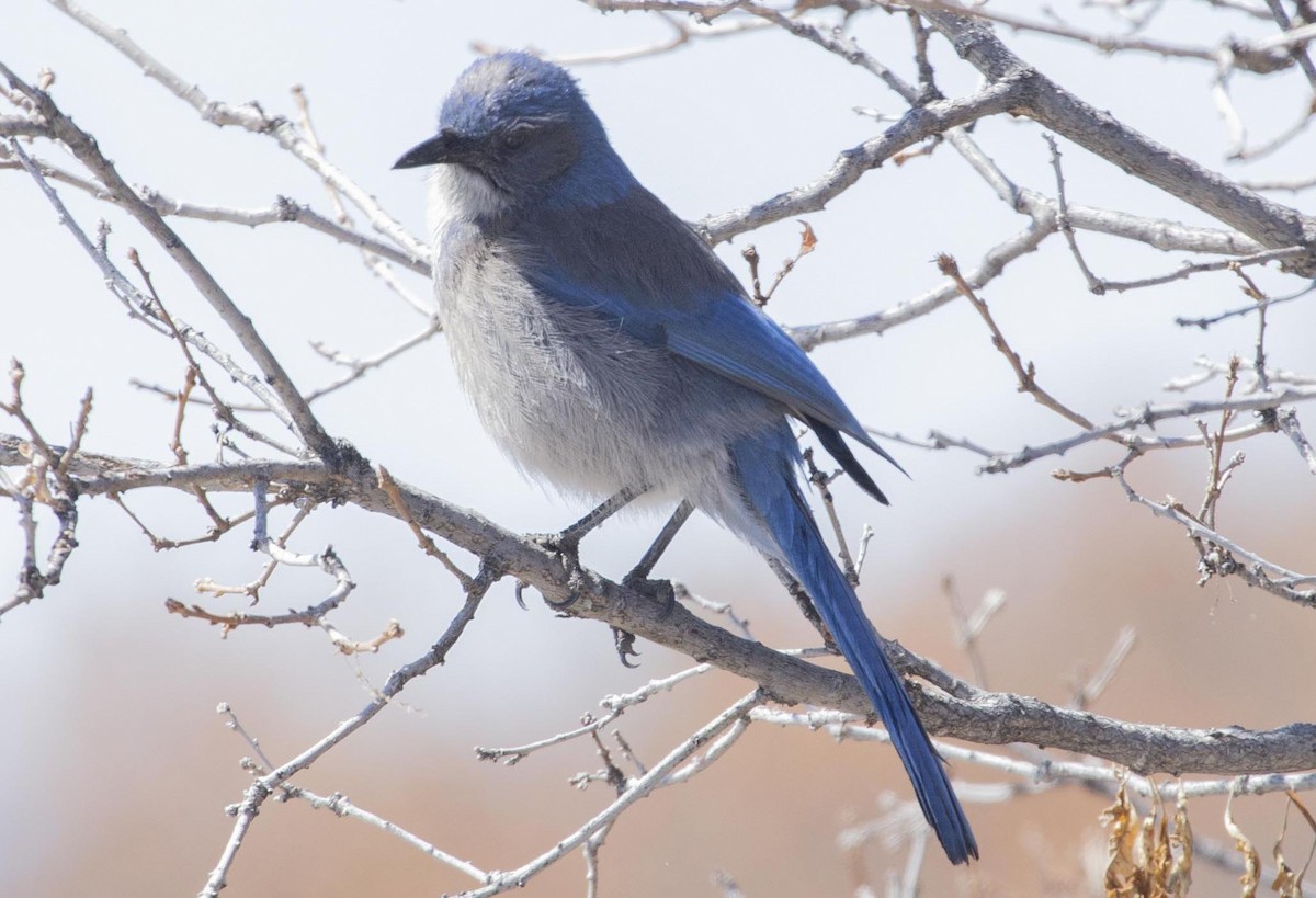 Woodhouse's Scrub-Jay - ML554390661